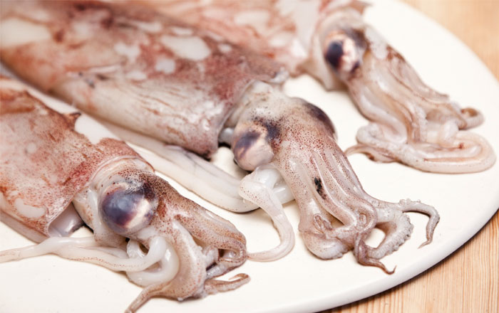 Squid-sea food