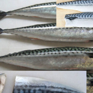 Prozen-Mackerel-Kirimi-3